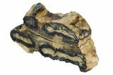 Mammoth Molar Slice With Case - South Carolina #95289-2